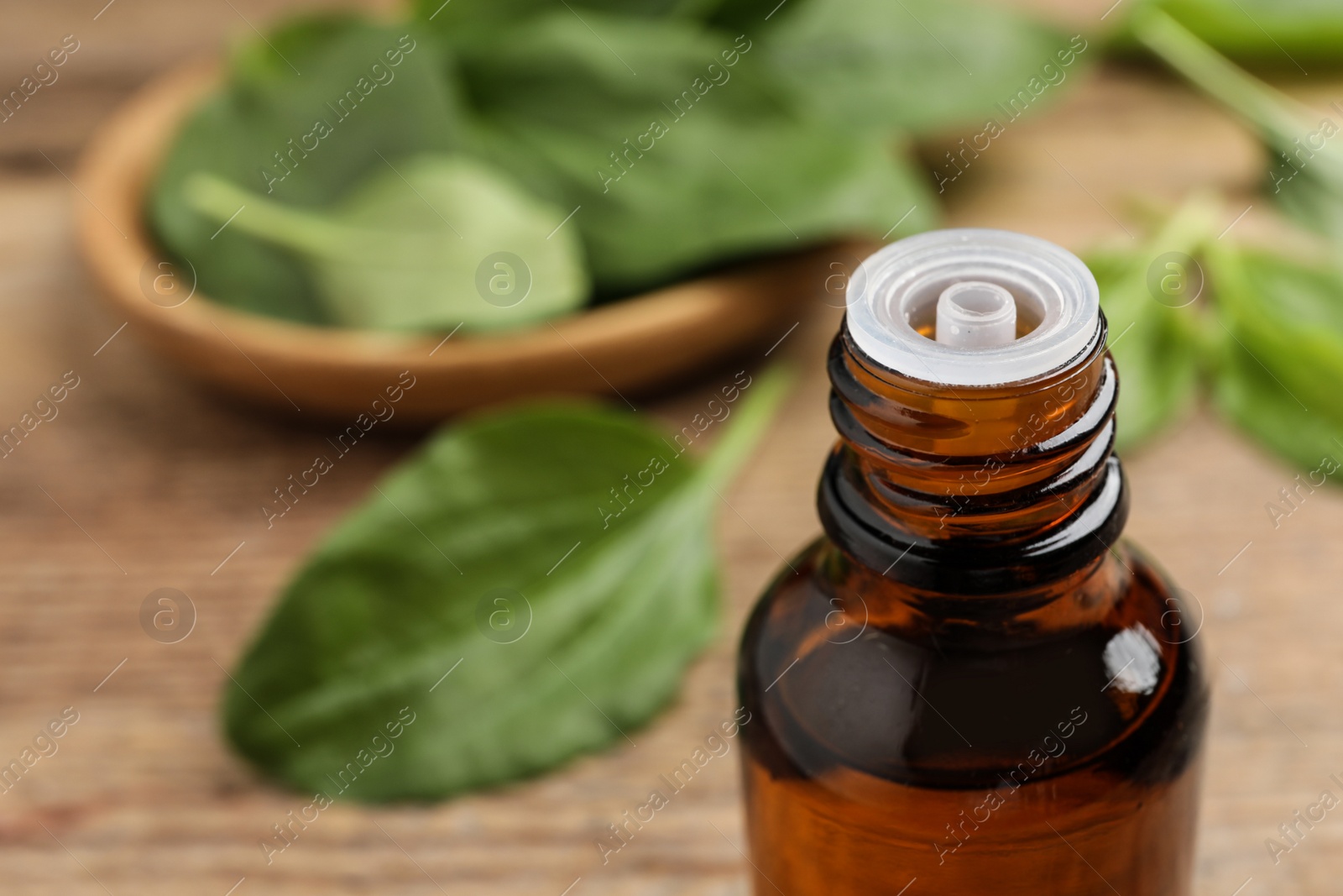 Bottle of broadleaf plantain extract, closeup. Space for text Photo of Bottle of broadleaf plantain extract, closeup. Space for text
