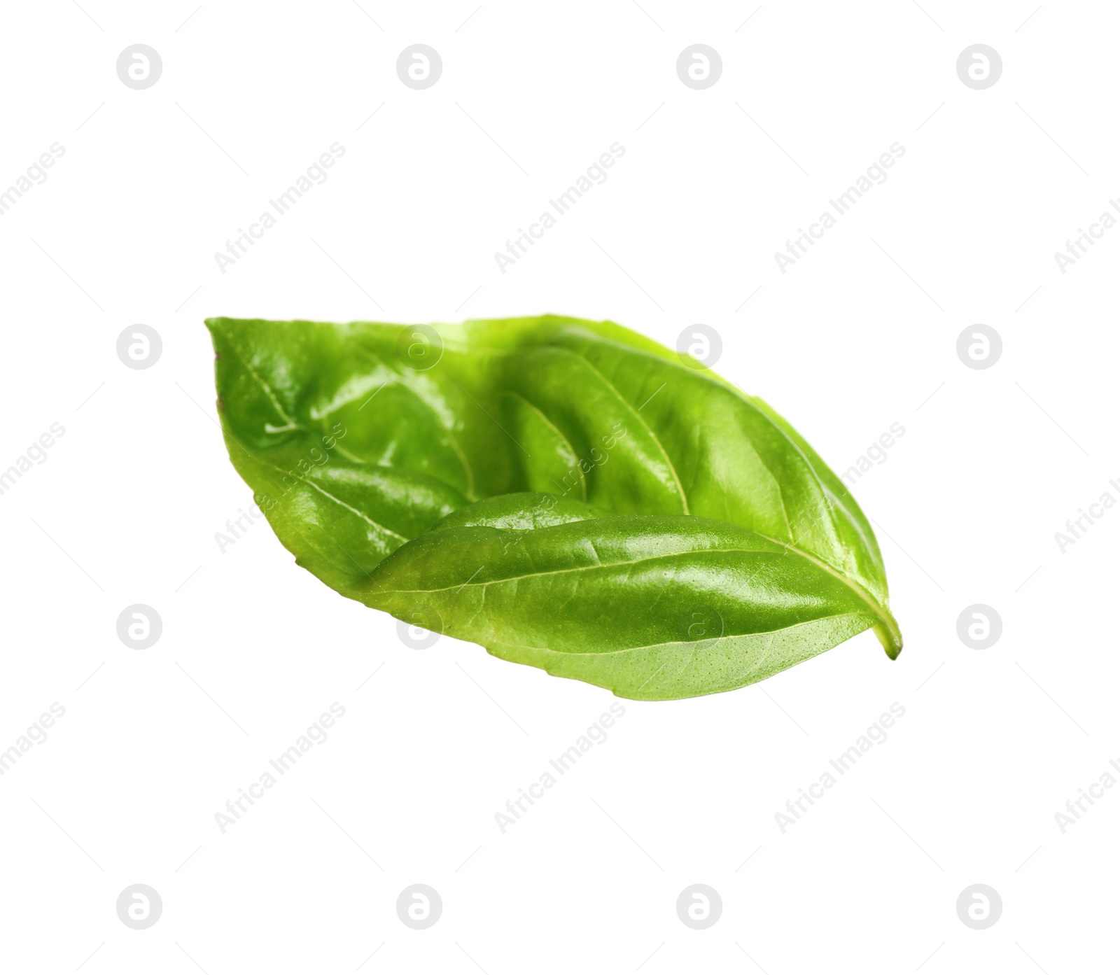 Fresh green basil leaf isolated on white Photo of Fresh green basil leaf isolated on white