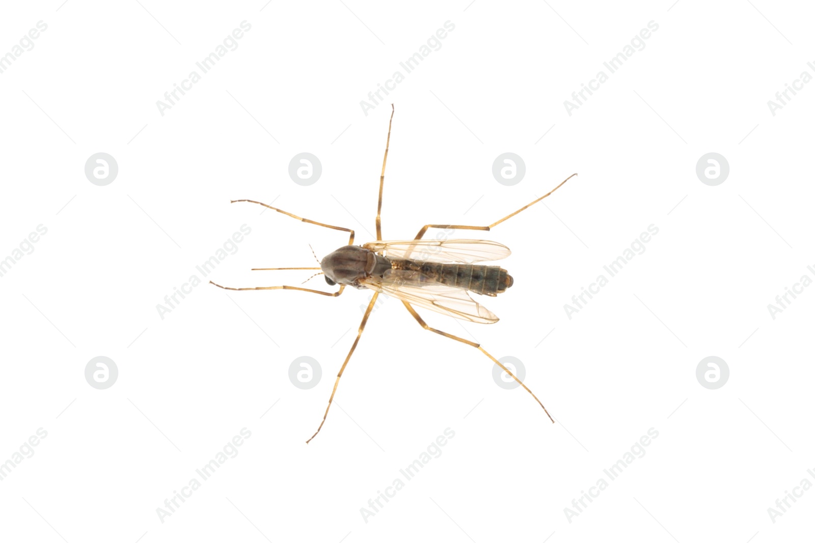 Photo of Closeup view of mosquito on white background