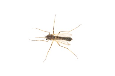Closeup view of mosquito on white background Photo of Closeup view of mosquito on white background