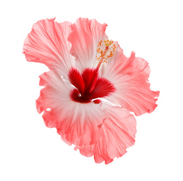 Beautiful tropical hibiscus flower isolated on white Image of Beautiful tropical hibiscus flower isolated on white