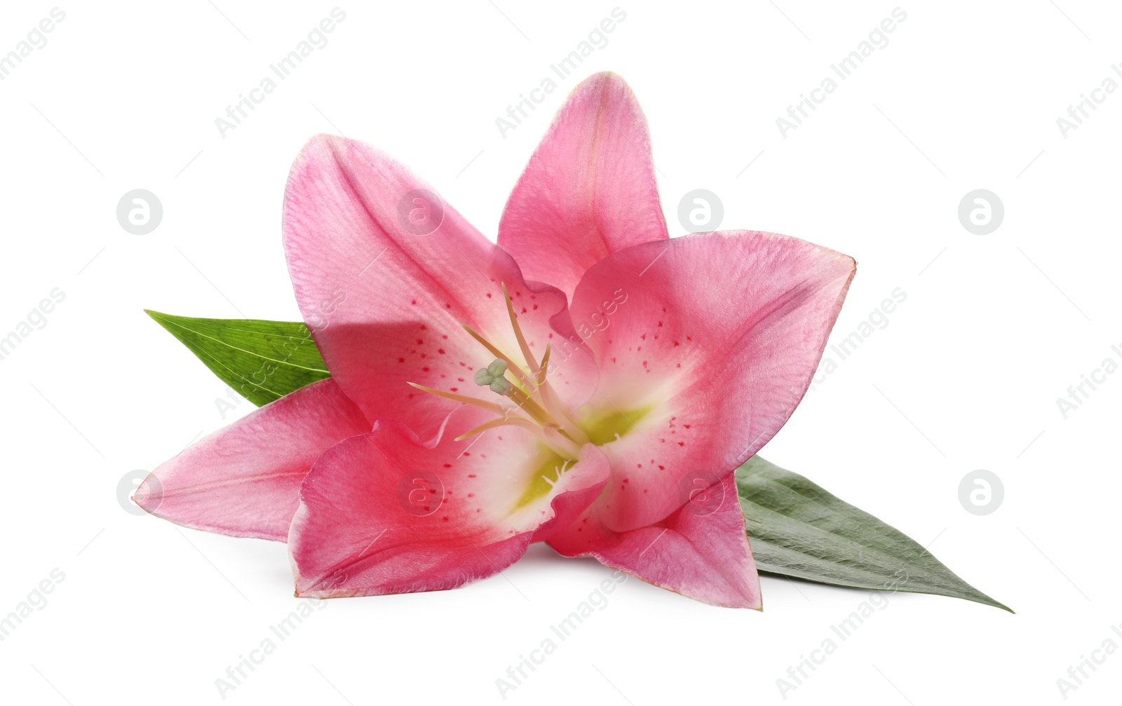 Beautiful pink lily flower isolated on white Photo of Beautiful pink lily flower isolated on white