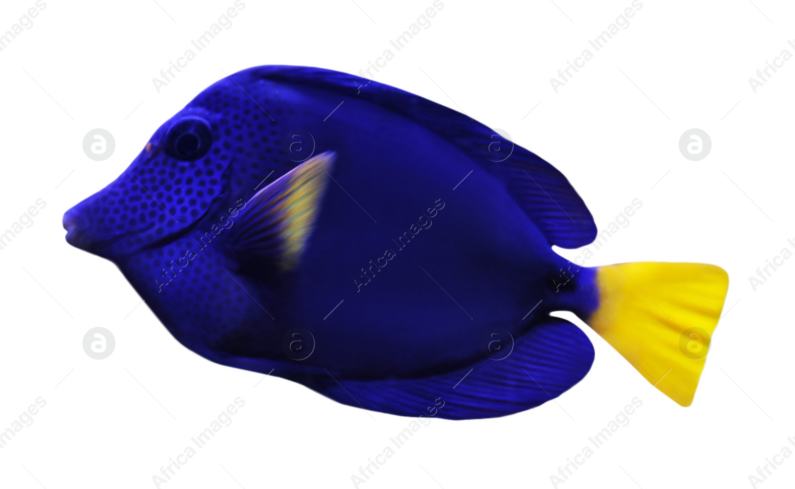 Beautiful bright tropical surgeonfish on white background Image of Beautiful bright tropical surgeonfish on white background