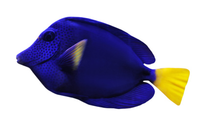 Image of Beautiful bright tropical surgeonfish on white background