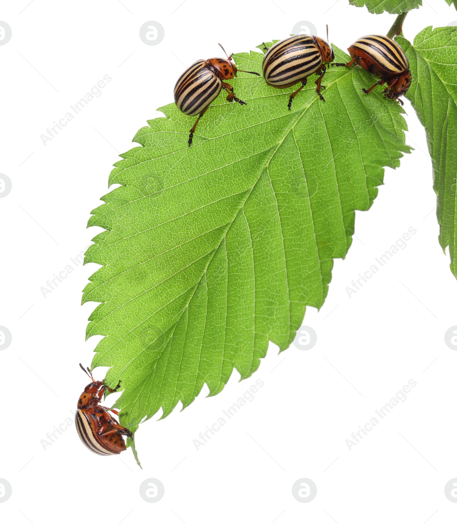 Many colorado potato beetles on green leaf against white background Photo of Many colorado potato beetles on green leaf against white background