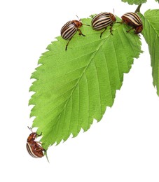 Many colorado potato beetles on green leaf against white background Photo of Many colorado potato beetles on green leaf against white background