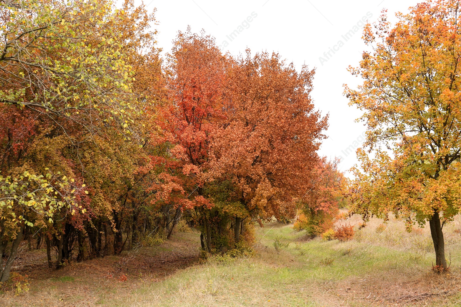 Beautiful view of park with trees on autumn day Photo of Beautiful view of park with trees on autumn day
