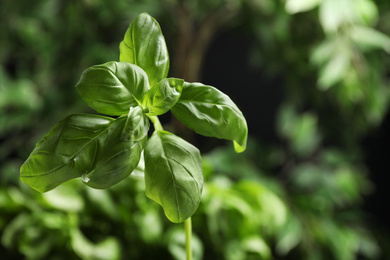 Fresh green basil on blurred background, closeup Photo of Fresh green basil on blurred background, closeup
