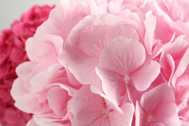 Beautiful pink hortensia flowers as background, closeup Photo of Beautiful pink hortensia flowers as background, closeup
