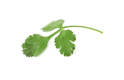 Aromatic fresh green cilantro isolated on white Photo of Aromatic fresh green cilantro isolated on white