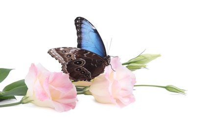 Beautiful common morpho butterfly sitting on eustoma flower against white background Photo of Beautiful common morpho butterfly sitting on eustoma flower against white background