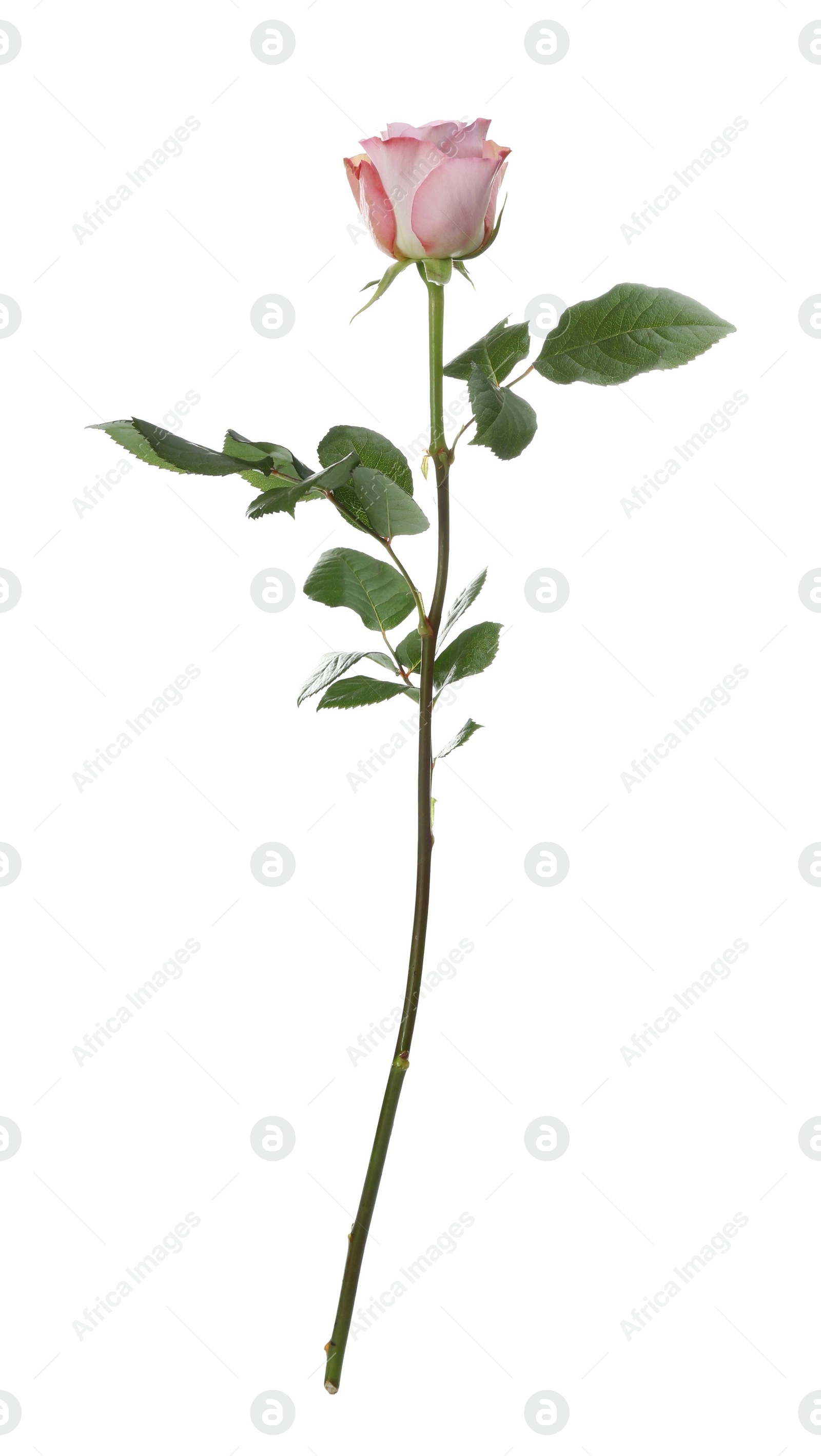 Photo of Beautiful fresh rose flower on white background