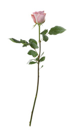 Beautiful fresh rose flower on white background Photo of Beautiful fresh rose flower on white background