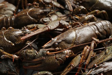 Heap of fresh raw crayfishes as background, closeup Photo of Heap of fresh raw crayfishes as background, closeup