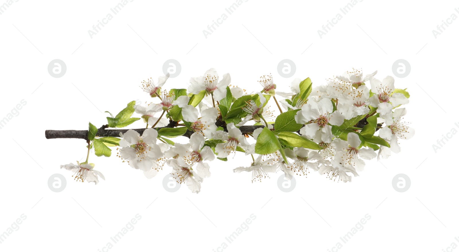 Cherry tree branch with beautiful blossoms isolated on white Photo of Cherry tree branch with beautiful blossoms isolated on white