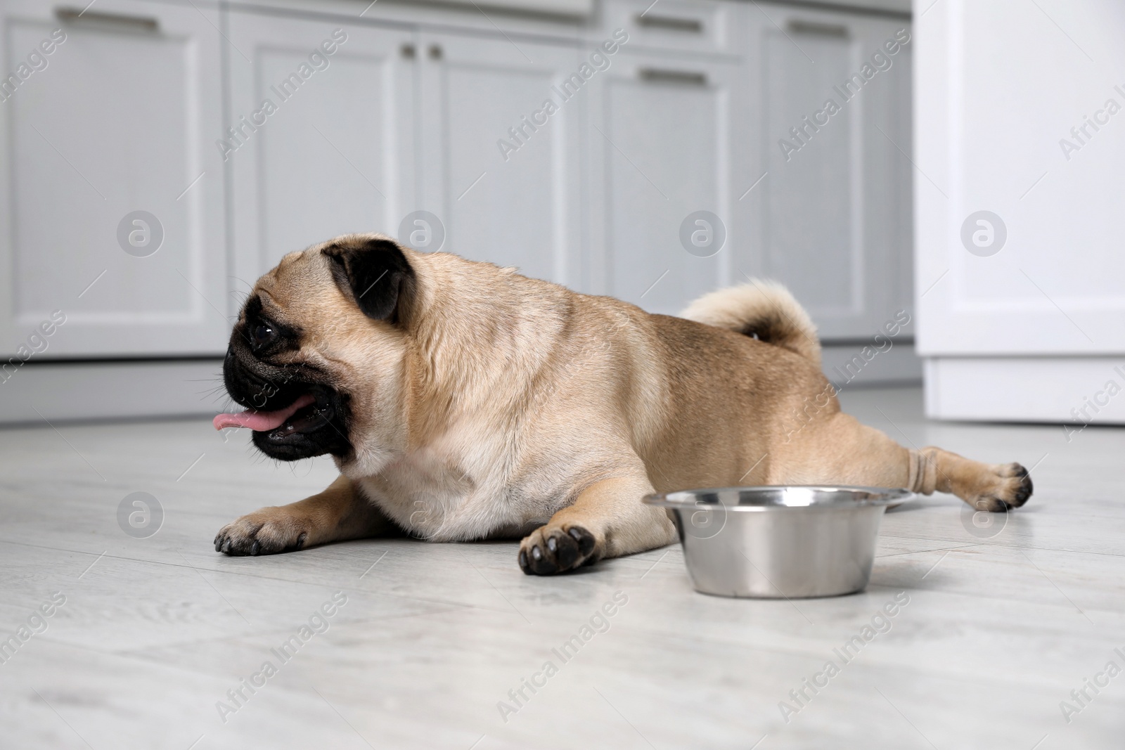 Cute pug dog suffering from heat stroke near bowl of water on floor at home Photo of Cute pug dog suffering from heat stroke near bowl of water on floor at home