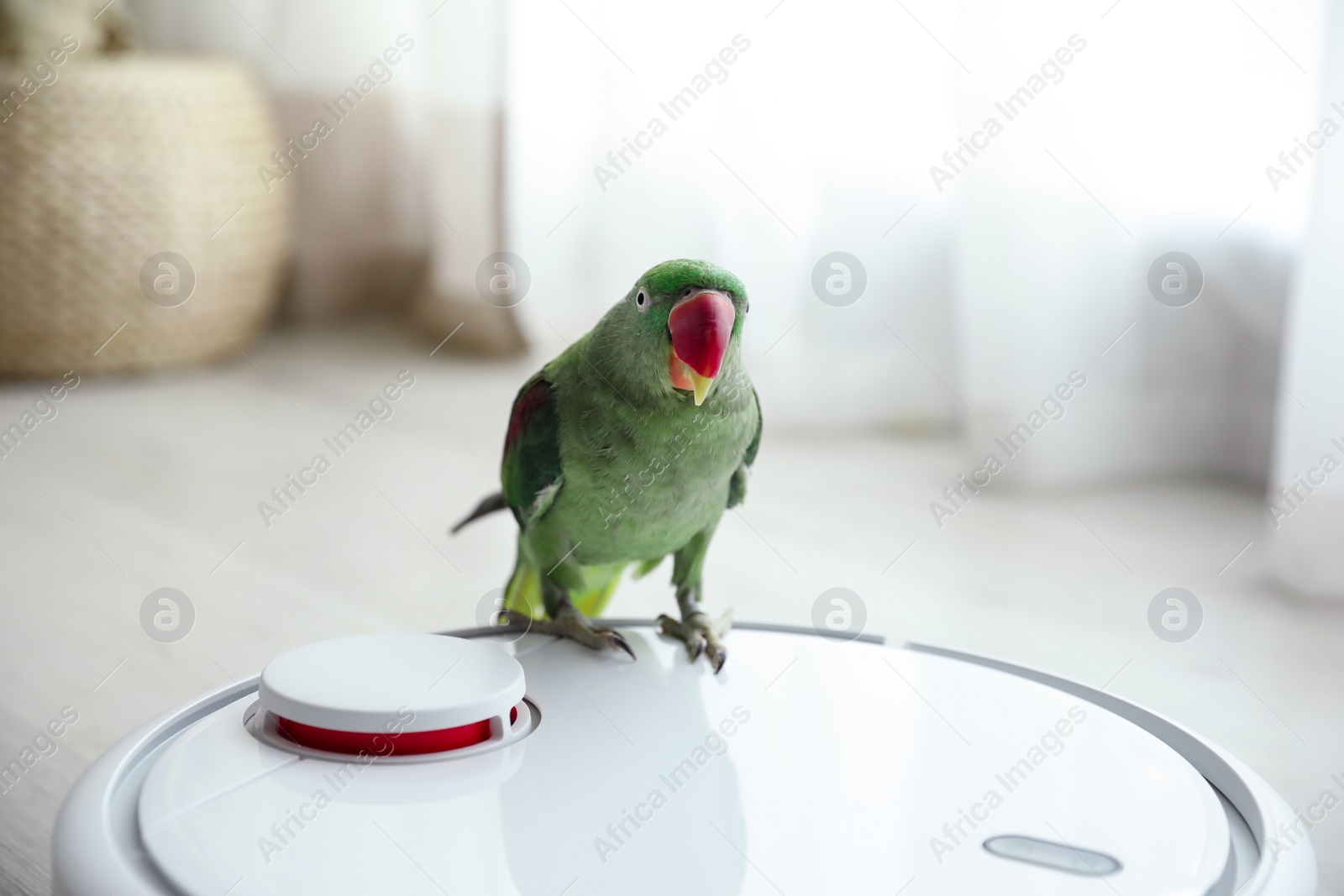 Modern robotic vacuum cleaner and Alexandrine parakeet on floor indoors Photo of Modern robotic vacuum cleaner and Alexandrine parakeet on floor indoors
