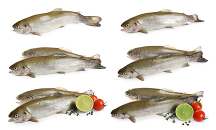 Set of fresh cutthroat trout fish on white background Image of Set of fresh cutthroat trout fish on white background